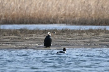 Japanese Cormorant 蒲生海岸 Sun, 1/14/2024