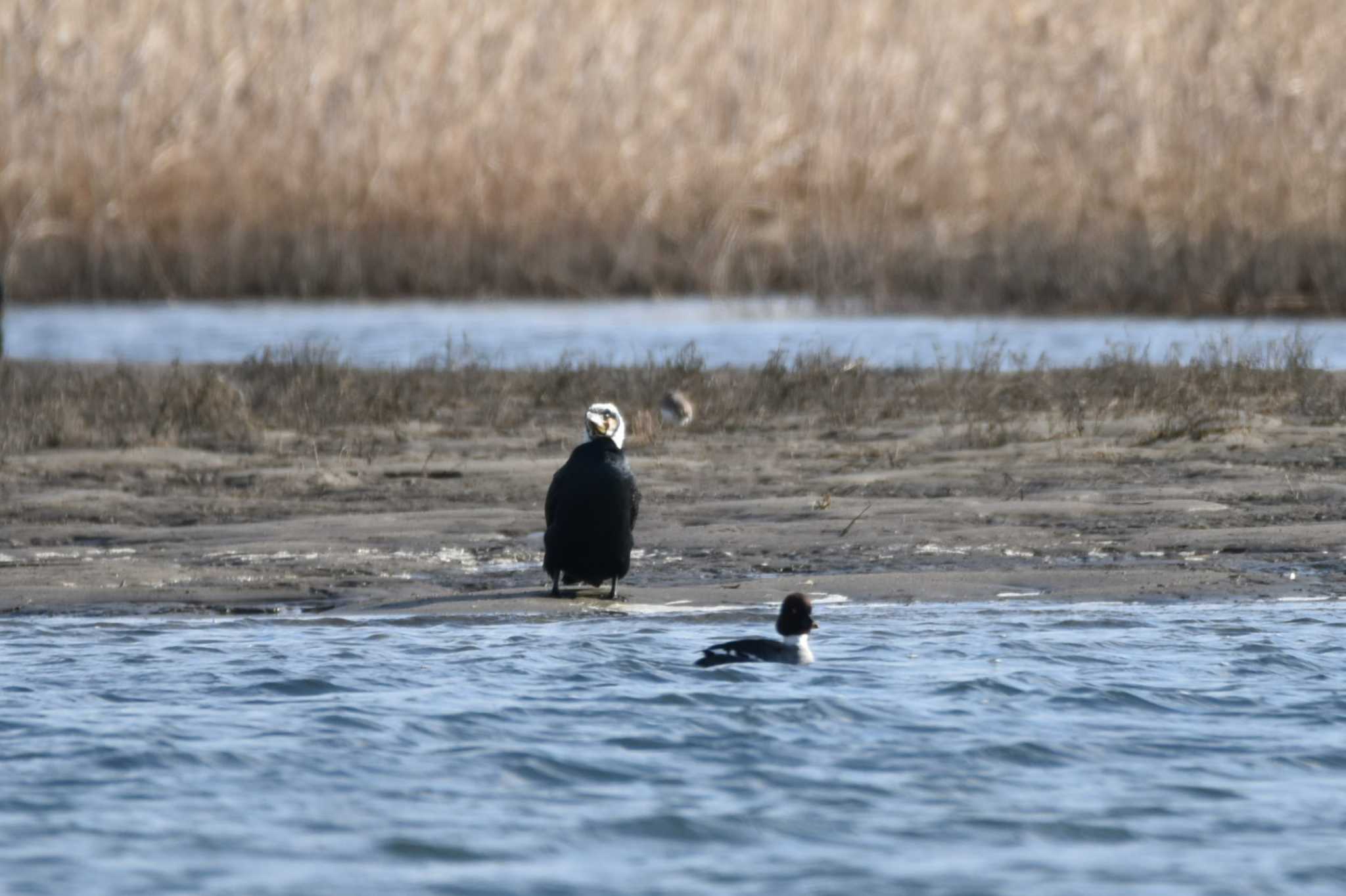 Photo of Japanese Cormorant at 蒲生海岸 by おんせんたま５