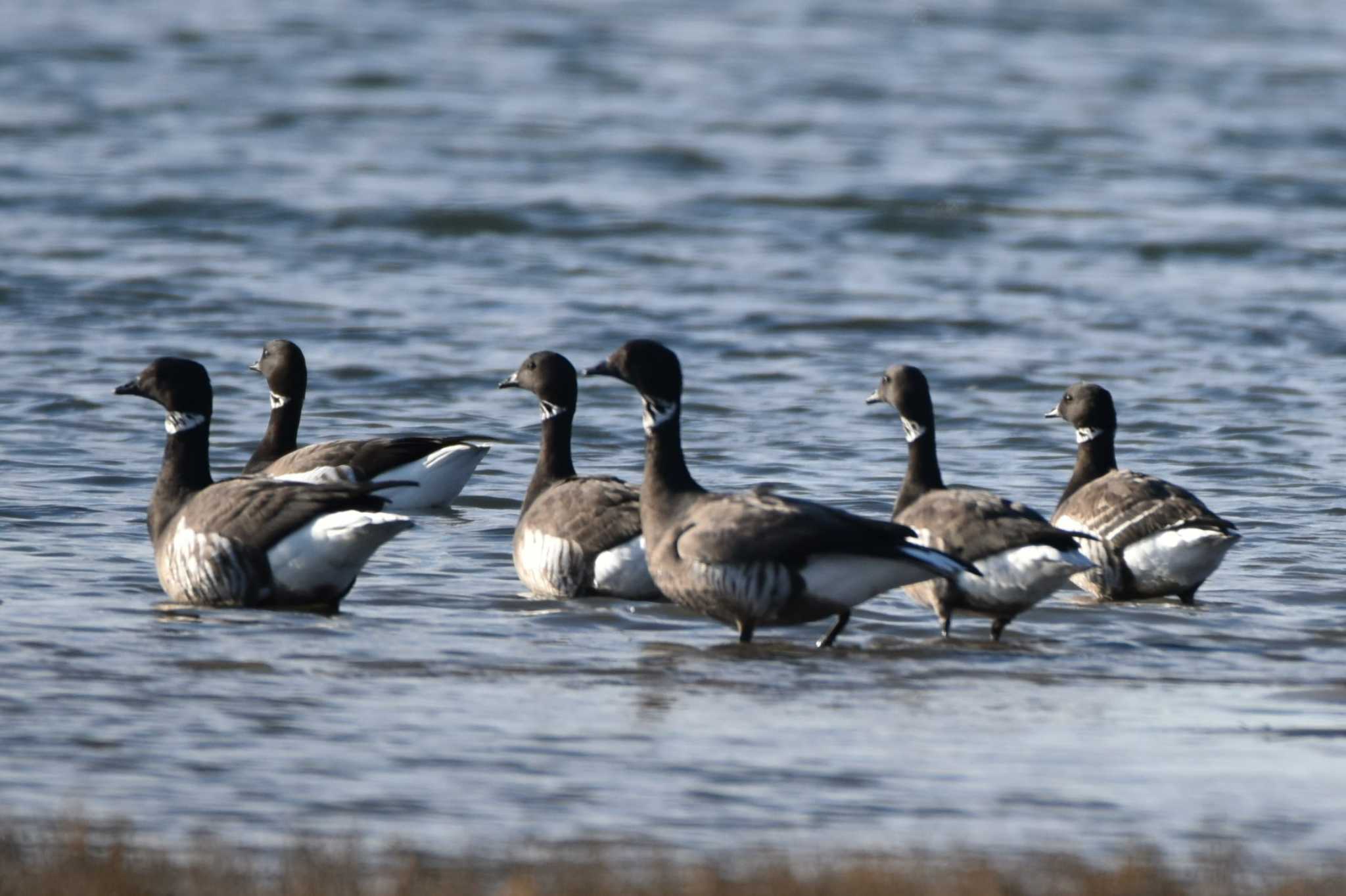 Photo of Brant Goose at 蒲生海岸 by おんせんたま５