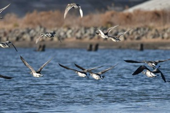 Brant Goose 蒲生海岸 Sun, 1/14/2024