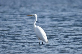 ダイサギ 蒲生海岸 2024年1月14日(日)