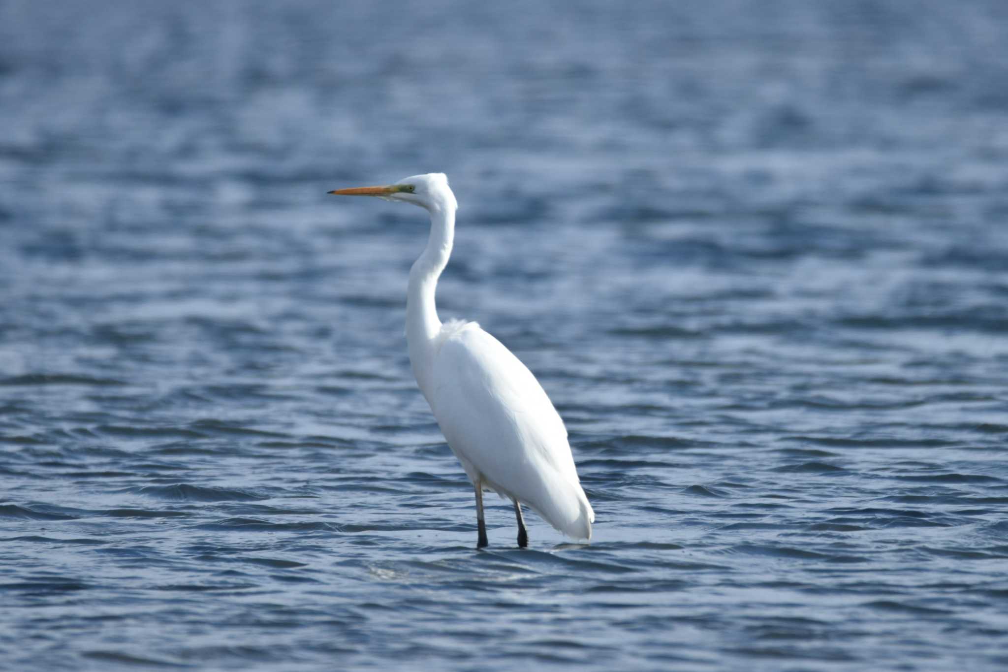 Photo of Great Egret at 蒲生海岸 by おんせんたま５