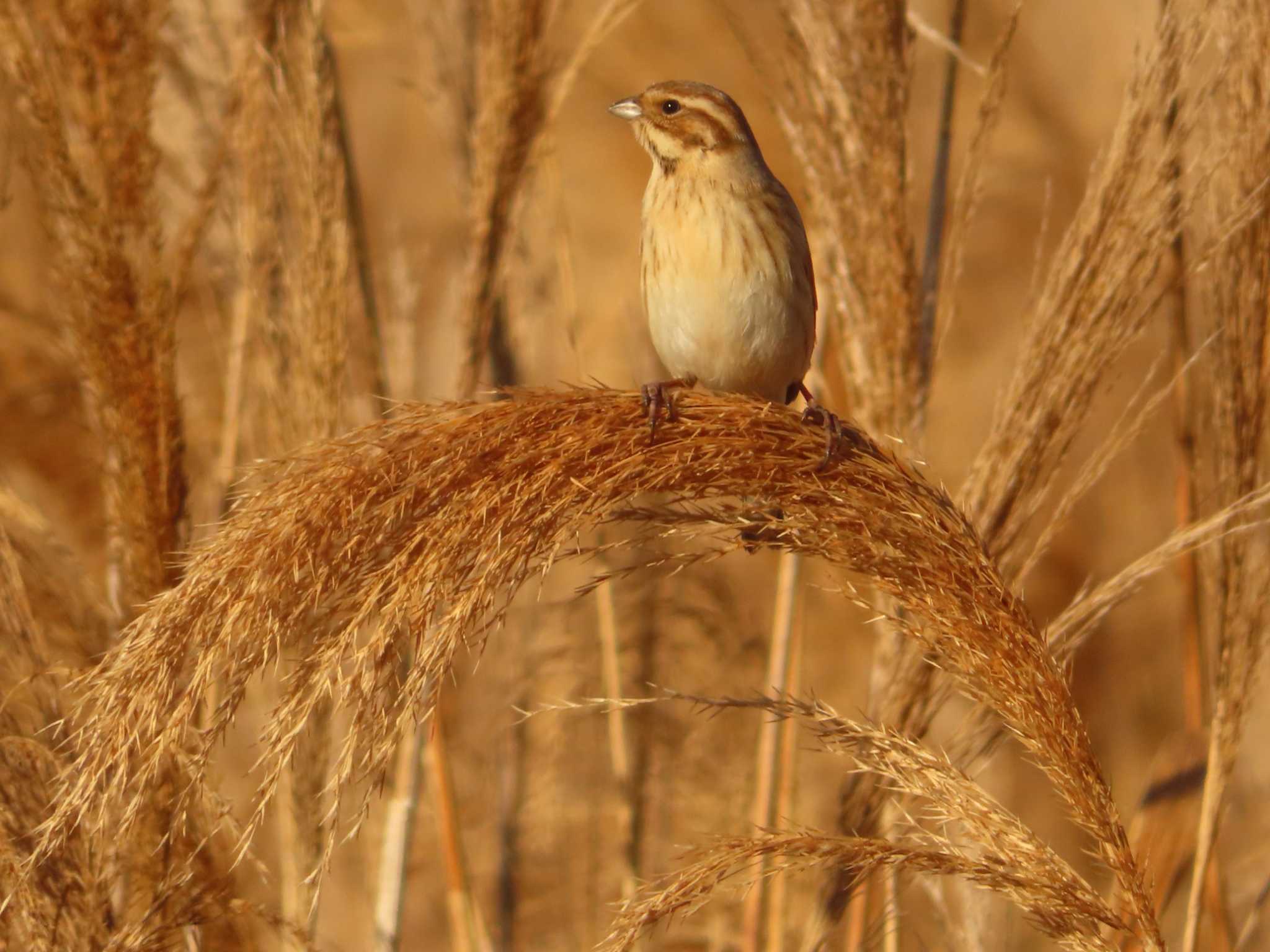 Photo of Common Reed Bunting at 多摩川二ヶ領宿河原堰 by ゆ