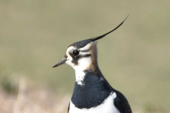 Northern Lapwing 大沼(宮城県仙台市) Sun, 1/14/2024