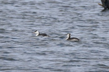 Great Crested Grebe 大沼(宮城県仙台市) Sun, 1/14/2024