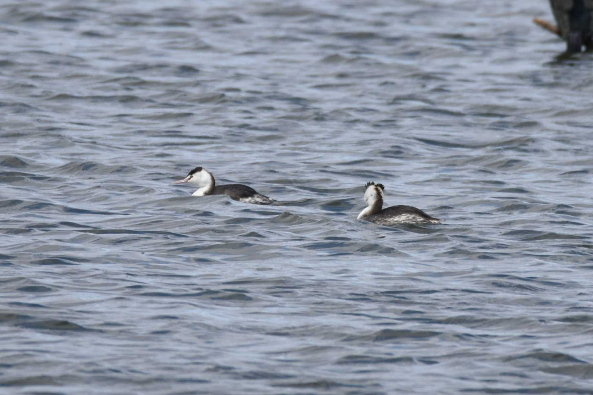 Photo of Great Crested Grebe at 大沼(宮城県仙台市) by おんせんたま５