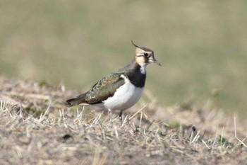 Northern Lapwing 大沼(宮城県仙台市) Sun, 1/14/2024