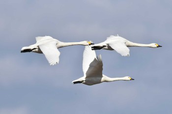 Tundra Swan 大沼(宮城県仙台市) Sun, 1/14/2024