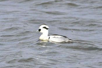 Smew 大沼(宮城県仙台市) Sun, 1/14/2024