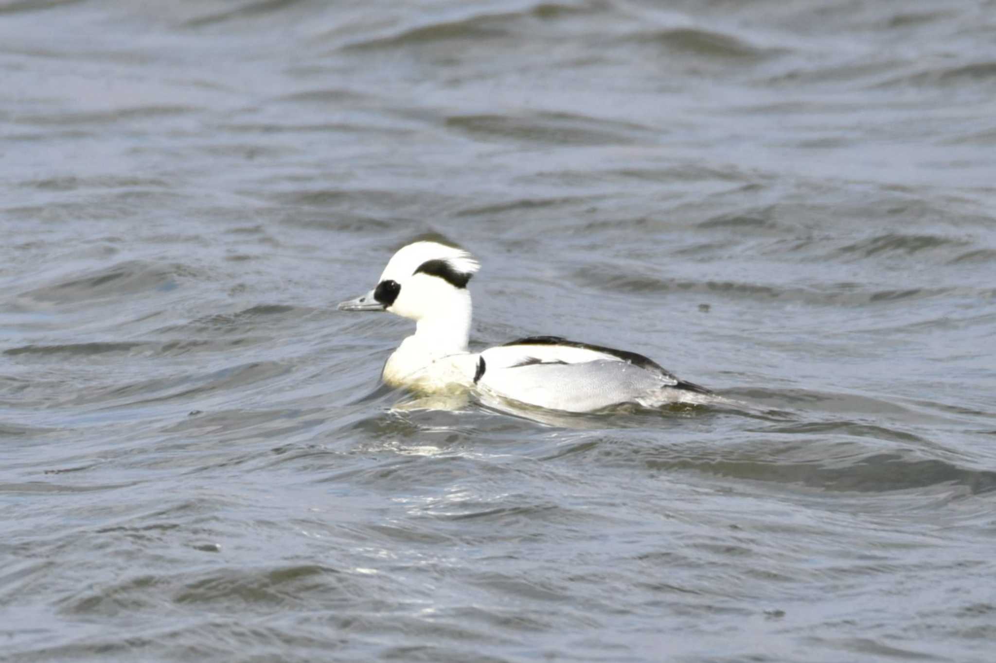 Photo of Smew at 大沼(宮城県仙台市) by おんせんたま５