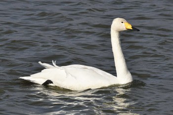 Whooper Swan 大沼(宮城県仙台市) Sun, 1/14/2024