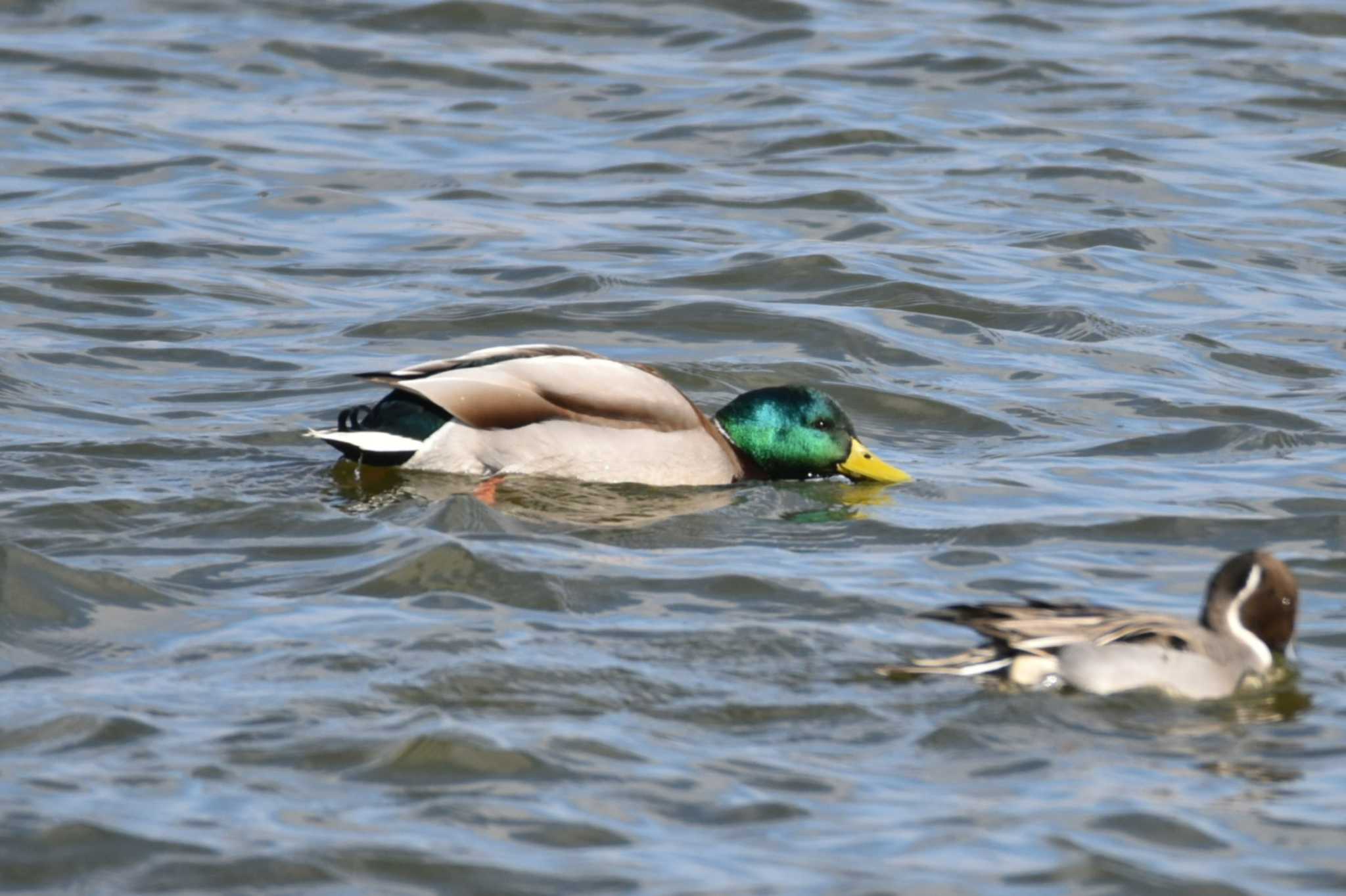 Photo of Mallard at 大沼(宮城県仙台市) by おんせんたま５