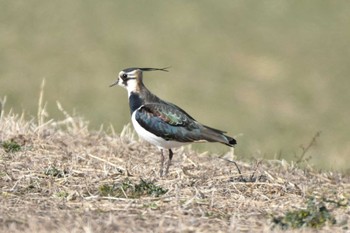 Northern Lapwing 大沼(宮城県仙台市) Sun, 1/14/2024