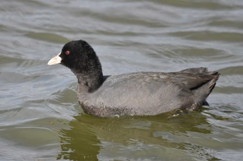 Eurasian Coot 大沼(宮城県仙台市) Sun, 1/14/2024