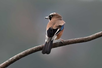 Eurasian Jay 三河湖園地 Sat, 1/13/2024