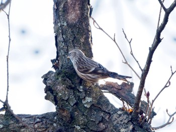 Common Redpoll 六甲山 Sun, 1/14/2024