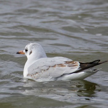 Black-headed Gull 内沼 Sun, 1/14/2024