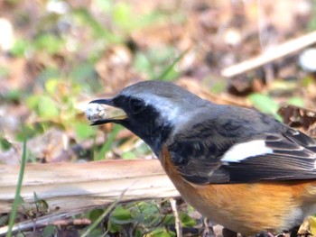 Daurian Redstart 静岡市 Tue, 1/9/2024