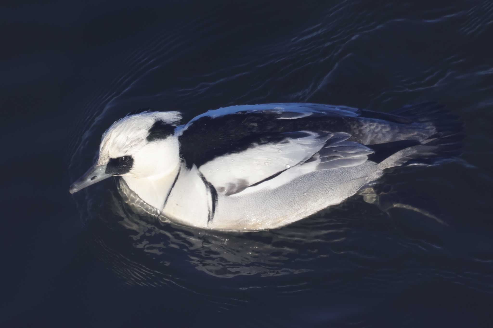 Photo of Smew at Watarase Yusuichi (Wetland) by ひろ