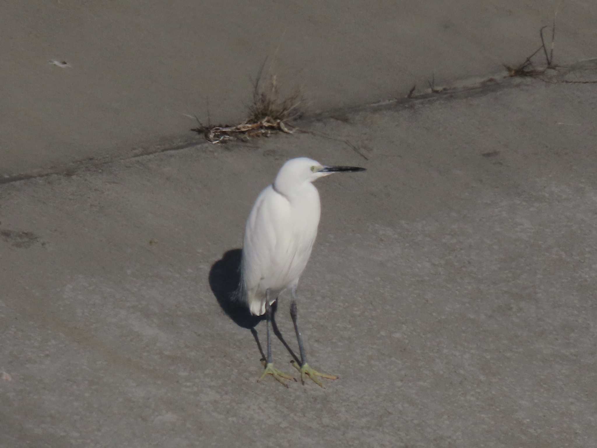 Little Egret