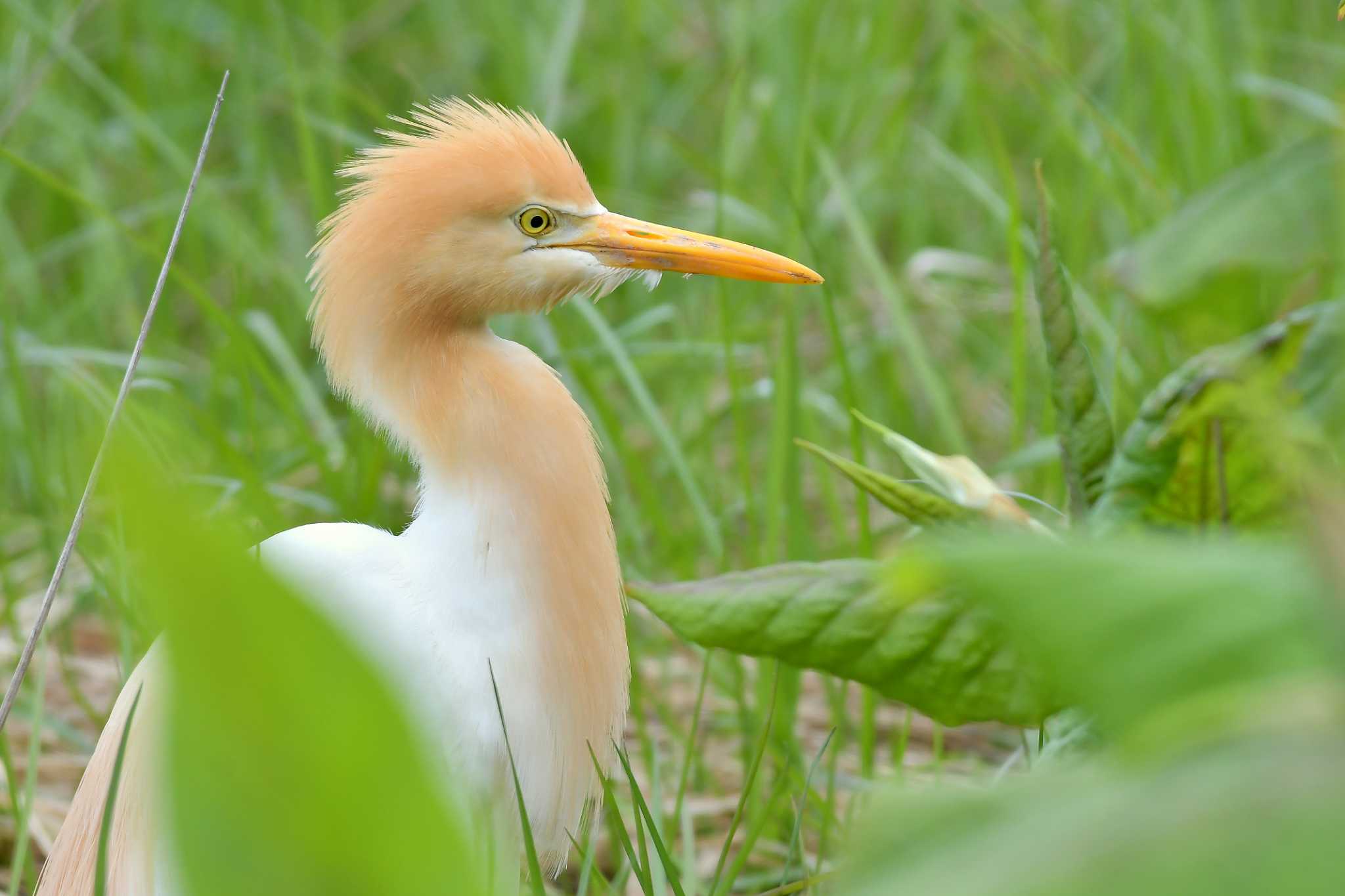 Eastern Cattle Egret