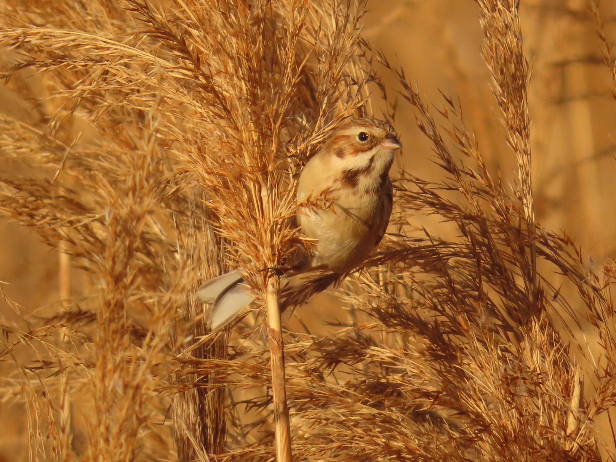 Photo of Pallas's Reed Bunting at 多摩川二ヶ領宿河原堰 by ゆ