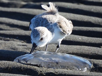 Sanderling Sambanze Tideland Sun, 1/14/2024