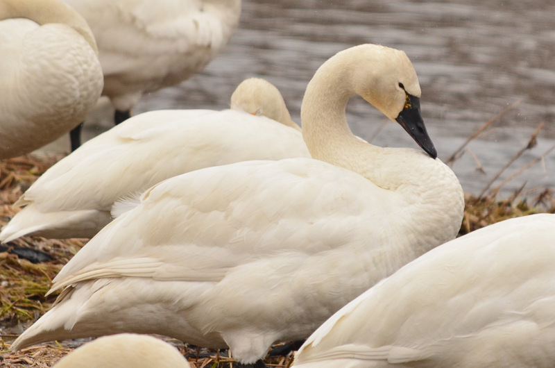 Photo of Tundra Swan(columbianus) at 北海道 by Markee Norman