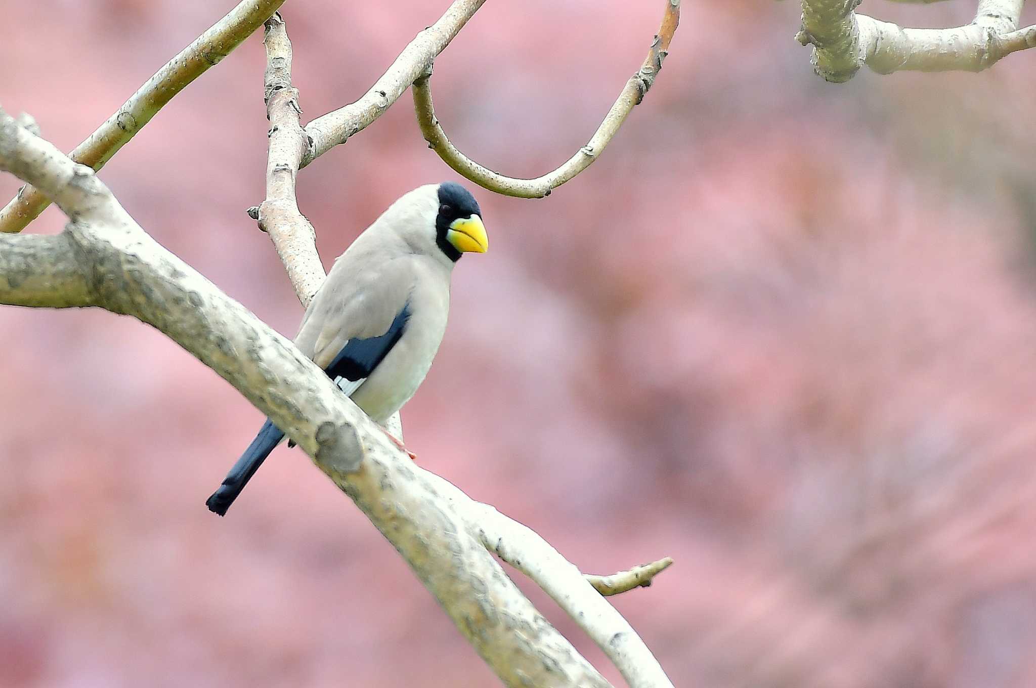 Japanese Grosbeak