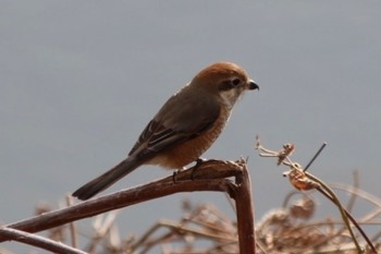 Bull-headed Shrike 恩智川治水緑地 Sun, 1/8/2023