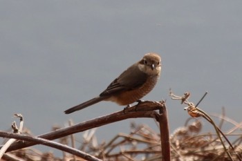 Bull-headed Shrike 恩智川治水緑地 Sun, 1/8/2023