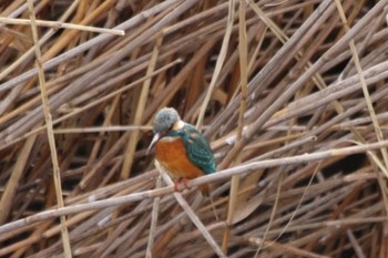 Common Kingfisher 恩智川治水緑地 Sun, 1/8/2023