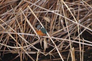 Common Kingfisher 恩智川治水緑地 Sun, 1/8/2023