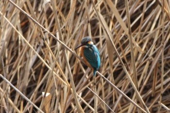 Common Kingfisher 恩智川治水緑地 Sun, 1/8/2023