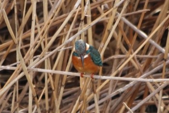 カワセミ 恩智川治水緑地 2023年1月8日(日)