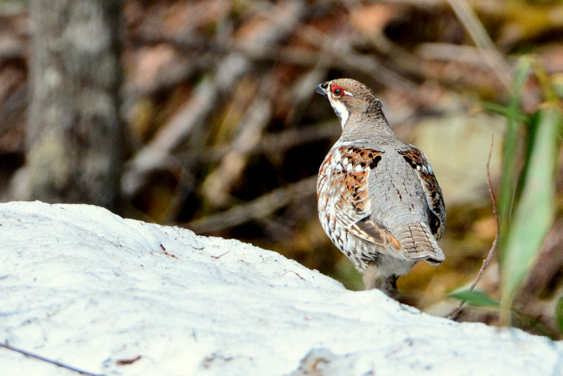Photo of Hazel Grouse at 北海道 by Markee Norman