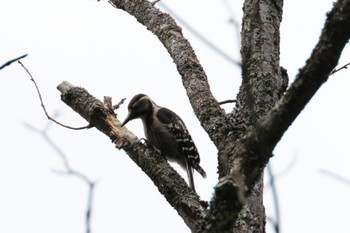 White-backed Woodpecker 奈良、葛城山 Sun, 6/4/2023