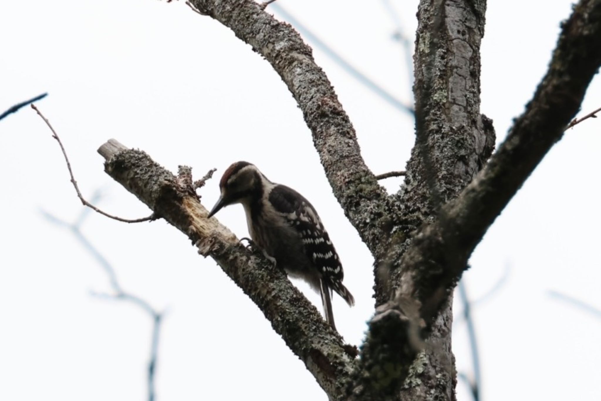 Photo of White-backed Woodpecker at 奈良、葛城山 by もりお