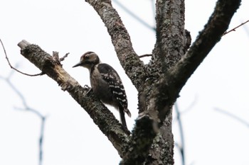 White-backed Woodpecker 奈良、葛城山 Sun, 6/4/2023