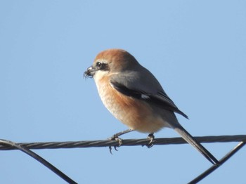 Bull-headed Shrike 巨椋干拓地 Sun, 1/14/2024