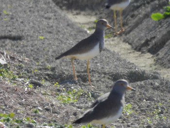 Grey-headed Lapwing 巨椋干拓地 Sun, 1/14/2024