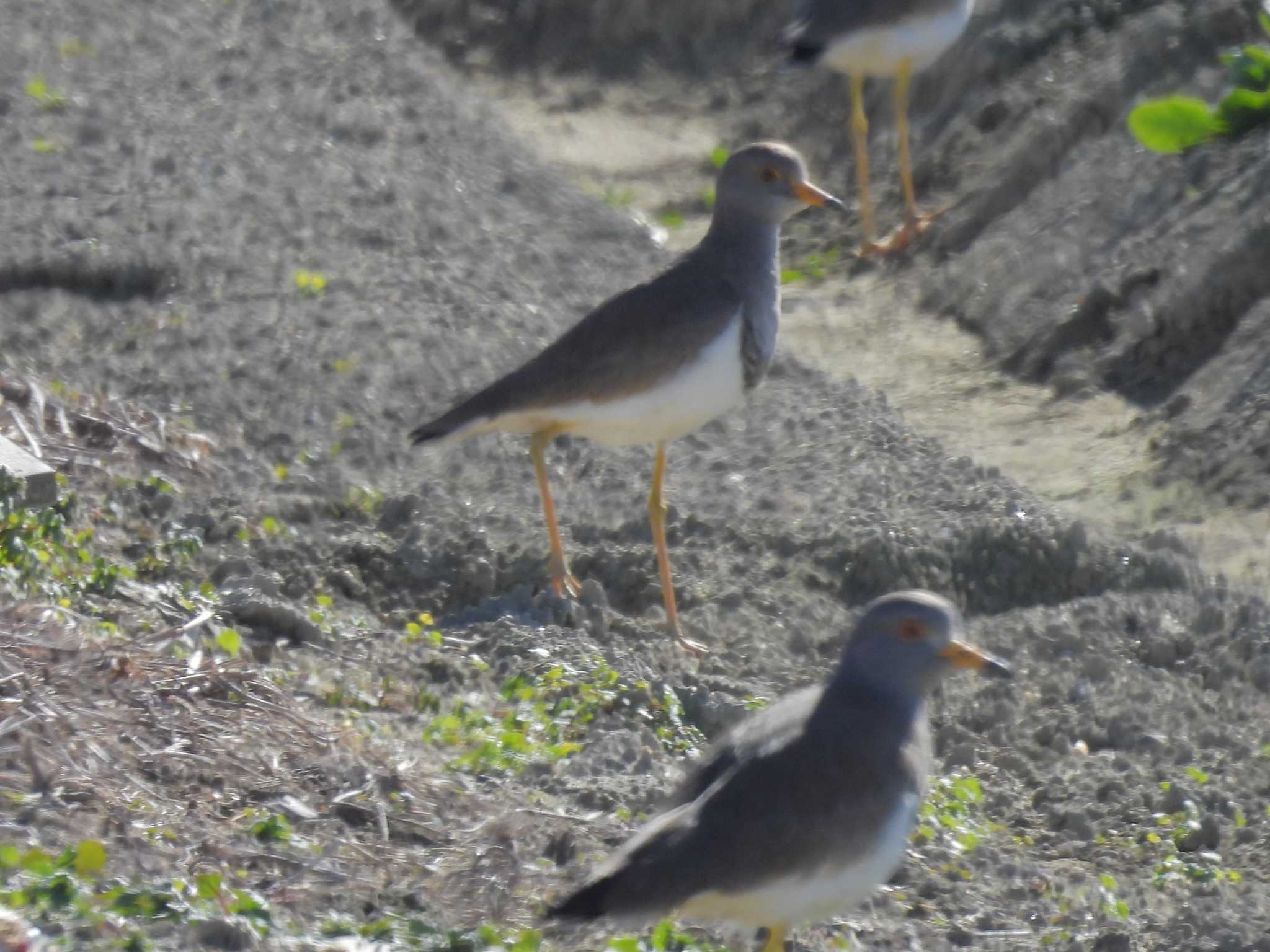 Photo of Grey-headed Lapwing at 巨椋干拓地 by ゆりかもめ