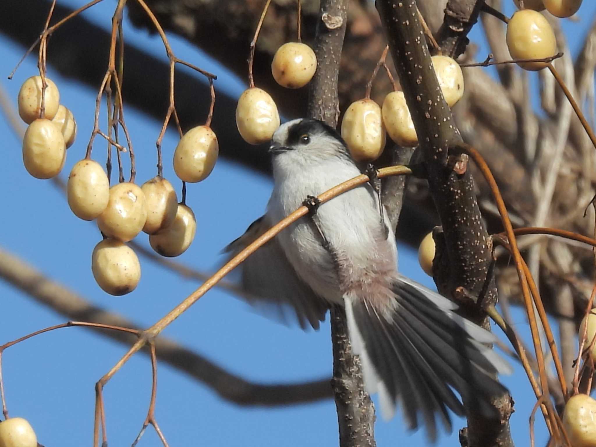 Photo of Long-tailed Tit at 巨椋干拓地 by ゆりかもめ