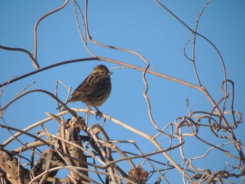 Masked Bunting 宇都宮市 Mon, 1/15/2024