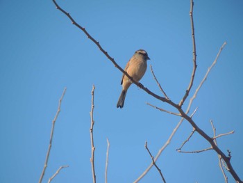 Bull-headed Shrike 宇都宮市 Mon, 1/15/2024