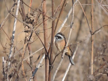 Meadow Bunting 宇都宮市 Mon, 1/15/2024