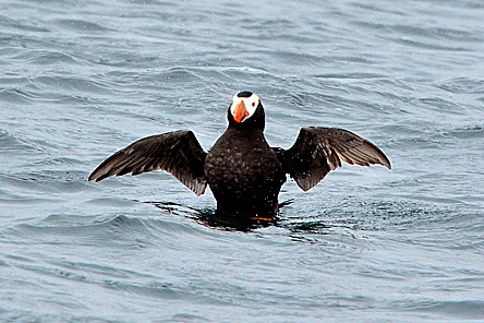 Tufted Puffin