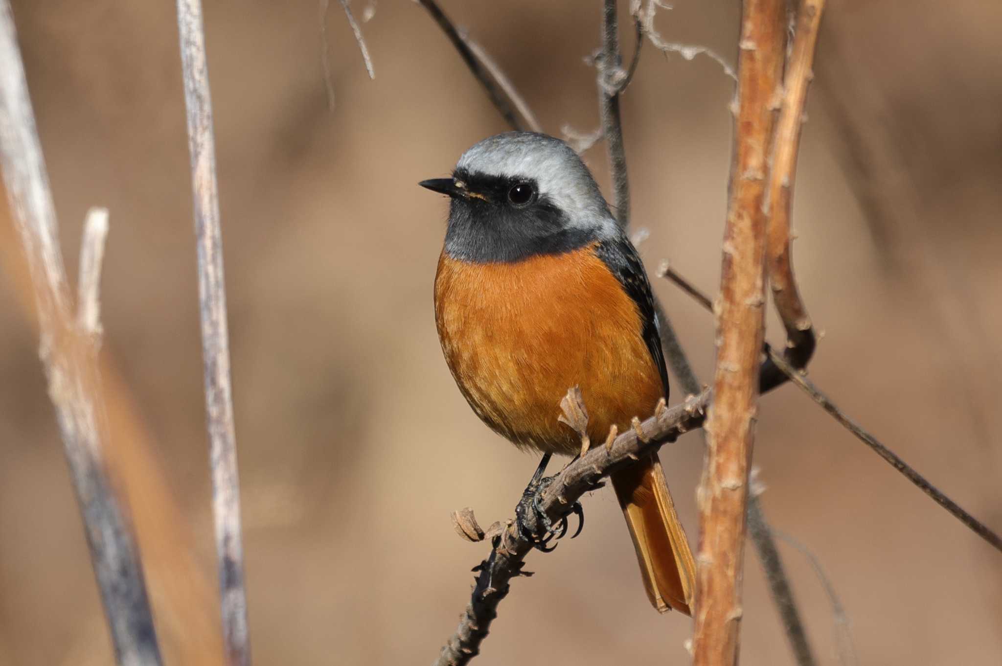 Daurian Redstart