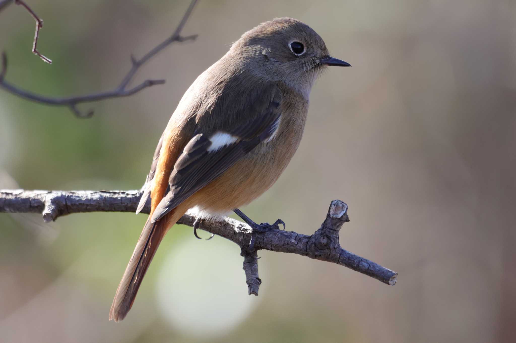 Photo of Daurian Redstart at Watarase Yusuichi (Wetland) by ひろ