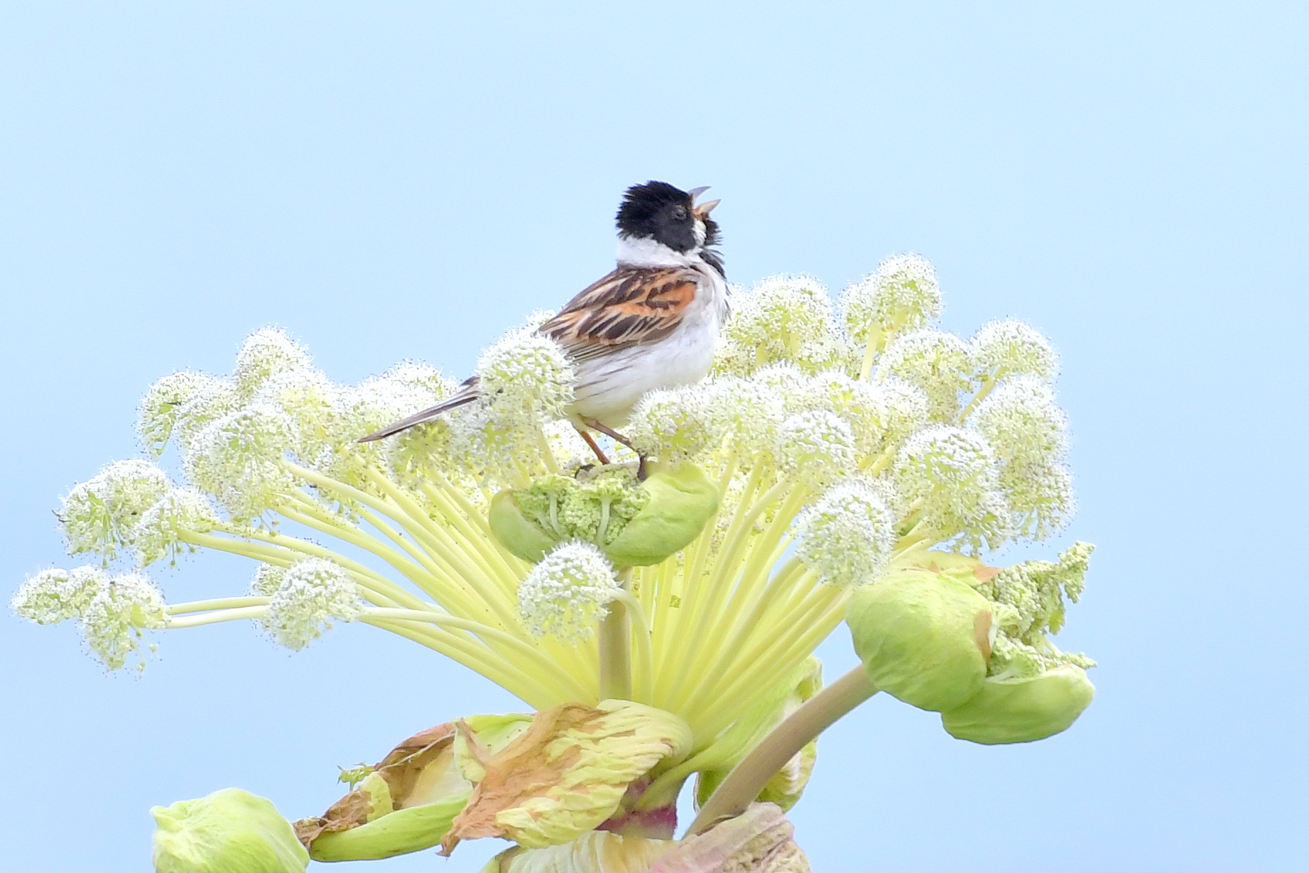 Common Reed Bunting